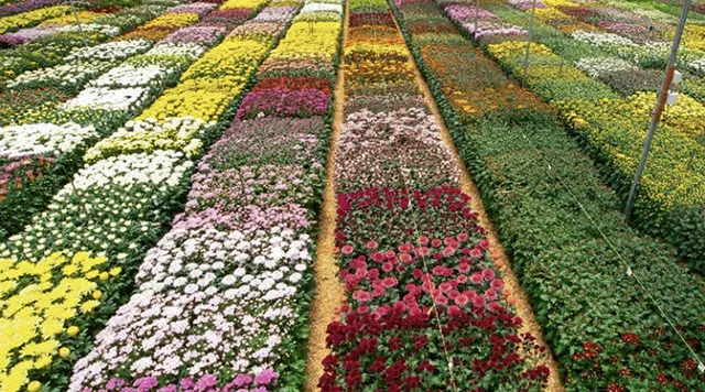 Floricultura: la oportunidad al alcance de la mano