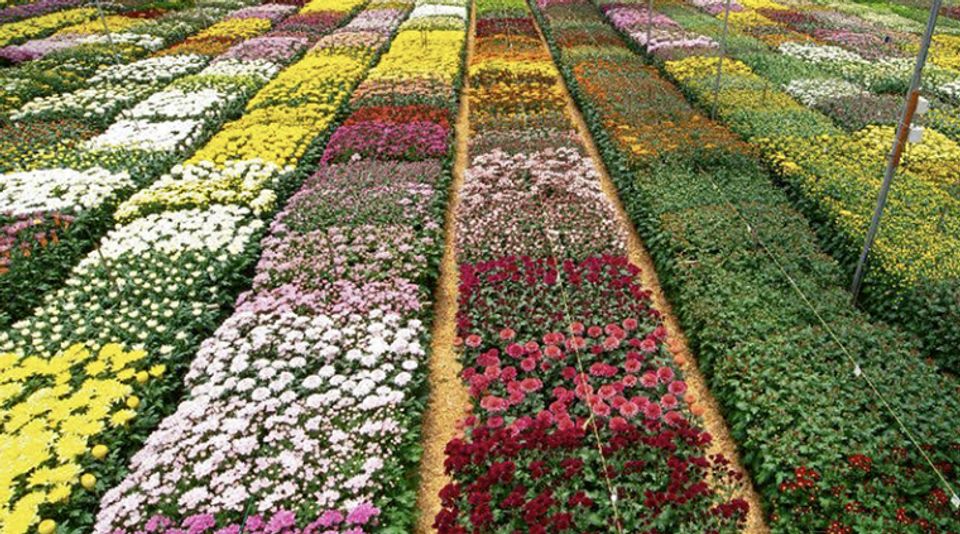Floricultura: la oportunidad al alcance de la mano